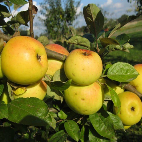 Яблочная кислота